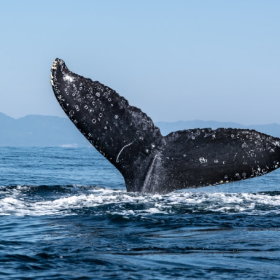San Pancho avista ballenas