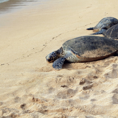 San Pancho liberación de tortugas